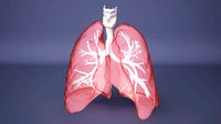 Human Lung with Bronchia - Anatomy Respiratory System