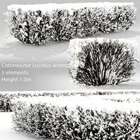 Cotoneaster lucidus hedge 03 winter