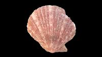 Scallop Sea Shell