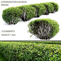 Cotoneaster lucidus hedge 02