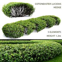 Cotoneaster lucidus hedge 01