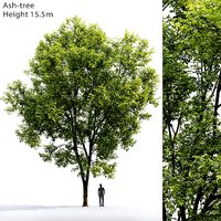 Ash-tree 07 H15m
