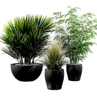 Plants collection 080