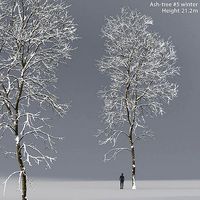 Ash-tree 05 winter H21m