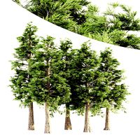 Western Red Cedar tree collection 5 trees in the scene
