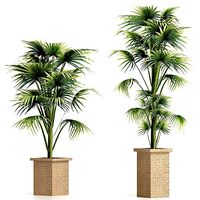 Plants Collection 166 Arabian Sabal Minor
