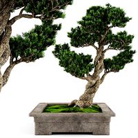 Bonsai tree 04