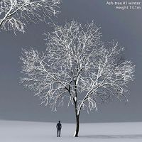 Ash-tree 01 winter