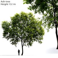 Ash-tree 01