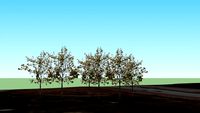 Trees on IL-60/ I-94 Tri State Tollway
