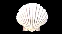 Scallop Sea Shell