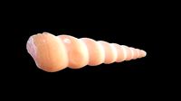 Pyram Sea Shell