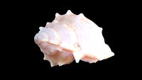 Angular Triton Sea Shell