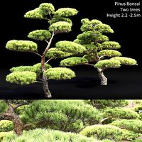 Pinus Bonsai 02