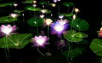 X-ray Lotus animation