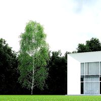 Betula Pendula 15m 006