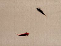 Ink Fish ink painting animation