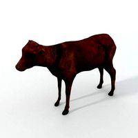 Calf Mammal