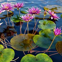 Nymphaea rubra - Waterlily -Velutha ambal 01