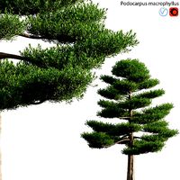 Podocarpus macrophyllus 03