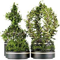 Collection plant vol 32
