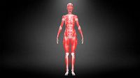 Muscular system