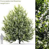 Prunus padus 01H6m