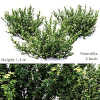 Potentilla bush 01