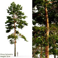 Pinus Sylvestris 23 H22m