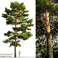 Pinus Sylvestris 21 H15m
