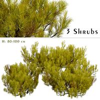 Set of Pinus Mugo or Little Gold Star Shrubs - 3 Shrubs