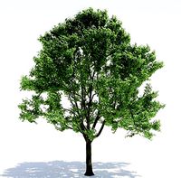 Alder Tree 2