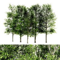 Shingle Oak tree collection 5 trees in the scene