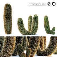 Ferocactus pilosus cactus