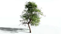 EVERYPlant Muira Puama SINGLE --1 Model--
