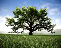 Realistic Broadleaf Oak Trees for games