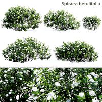 Spiraea betulifolia 02