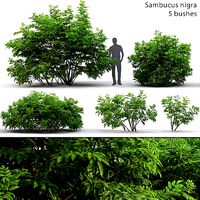 Sambucus nigra 03