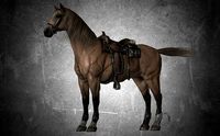 Horse - D9-D10