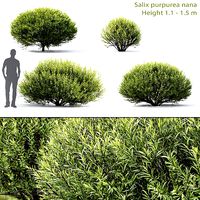 Salix purpurea nana 01