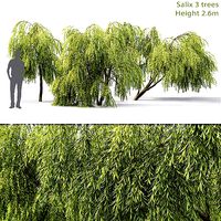 Salix 01 H260 cm