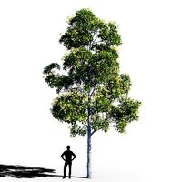 Hymenosporum flavum tree