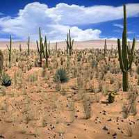 Desert Scene