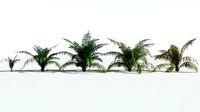 EVERYPlant Seashore Palm EXT --22 Models--