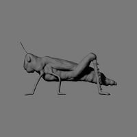 Locust