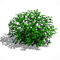 Plant Pittosporum