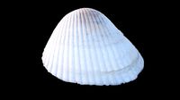 Cockie Sea Shell