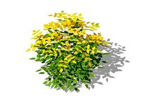 Nandina domestica-heavenly bamboo - sacred bamboo