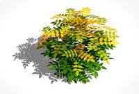Nandina domestica - heavenly bamboo - sacred bamboo