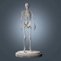 Human Skeleton Base Mesh